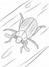 Dibujo Escarabajo Rayado Categorías Gratis Escarabajos sketch template