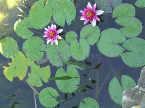 Pink Water Lilies On The Water Surface Stock Image Image Of Leaf