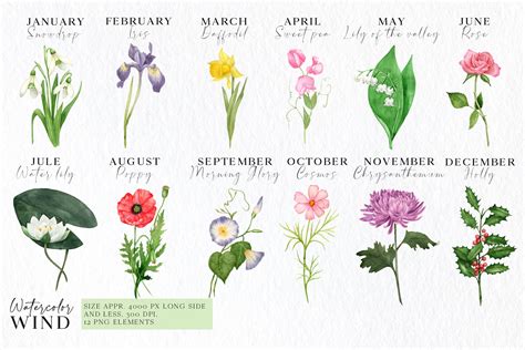 birth month flower png clipart botanical floral clip art etsy