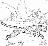 Gepard Ausmalen Cheetah sketch template