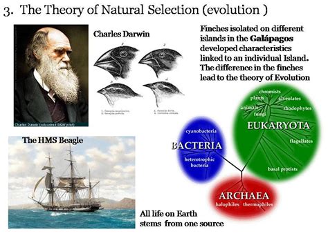theory darwin evolution darwin developed  theory  evolution