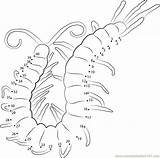 Centipede Dot Coloring Arthropod Pages Worksheet Dots Connect Template Printable Getdrawings Getcolorings sketch template