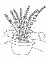 Lavanda Plants Potted sketch template