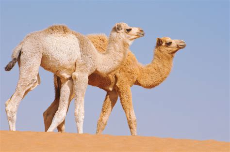 Лысый верблюд красивые фото и картинки — Каталог Фото