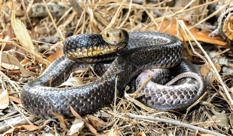 australian snakes    dangerous   world csiroscope