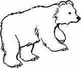 Oso Orsi Dibujo Feroci Grizzly Orso Caminando Pardo Outlines Stampare Animal Lusso Osos Line Clipartmag Urso sketch template