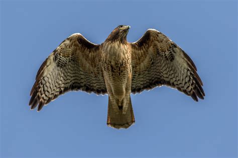 red tailed hawks   frequently  soaring hawk marin