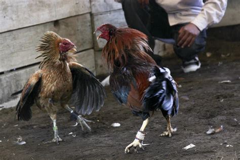 gallos  galleros nuevo ser certero