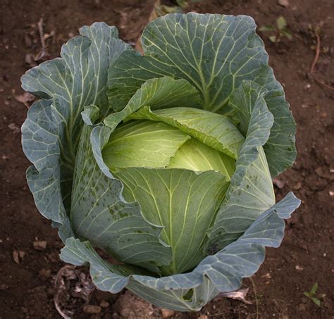 growing cabbage top tips  grow   champ