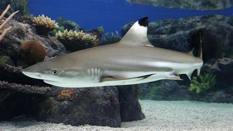 sharks   tropical pacific mcc