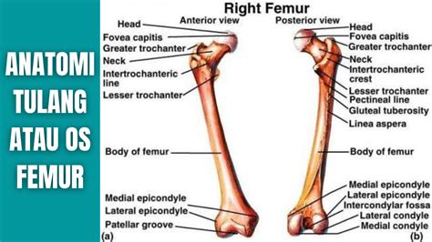 anatomi tulang  os femur manusia anatomi tutorial