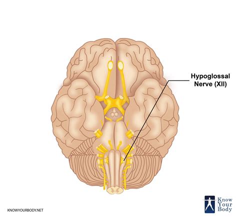 hypoglossal nerve location function origin  faqs
