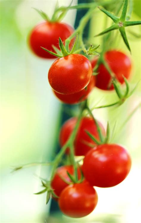 cherry tomato sowing growing harvest diseases  pests
