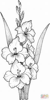 Gladiolus Coloring Pages Printable Drawing Flower Outline Para Gladiola Gladioli Colorear Flowers Clip Supercoloring Color Gladiolos Glaieul Gladiolas Gif Flores sketch template