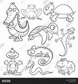 Reptiles Coloring Amphibians Outlined Vector Raster sketch template