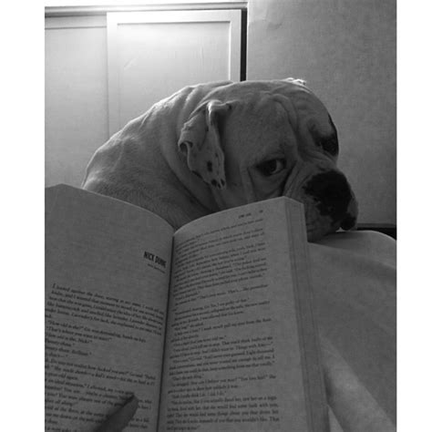 pets   absolutely  intention  letting  read pets reading  viralscape