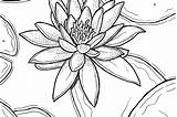 Lily Lilies sketch template