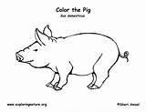 Pig Coloring Body Labeled Parts Labeling Diagram Pdf Exploringnature Template sketch template