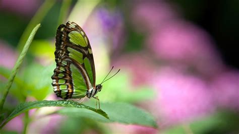 green butterfly wallpapers hd wallpapers id