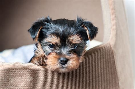 yorkies hypoallergenic canna pet