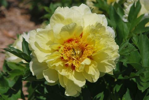 southern peony  southern peony giveaway itoh peony bartzella