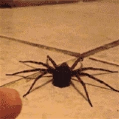 spider freaks    touched   gross human