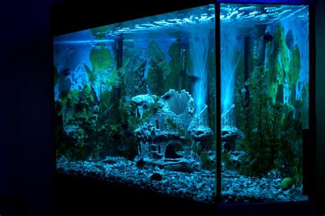 led aquarium beleuchtung test die besten modelle fuer  im vergleich