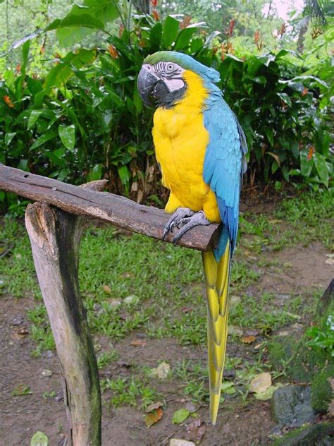 bird pictures blue and yellow macaw ara ararauna by htop