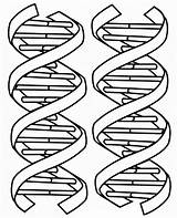 Dna Coloring Double Pages Helix Structure Drawing Printable Color Molecule Sheet Kids Clipart Worksheet Worksheets Cliparts Sheets Biology Science Adn sketch template