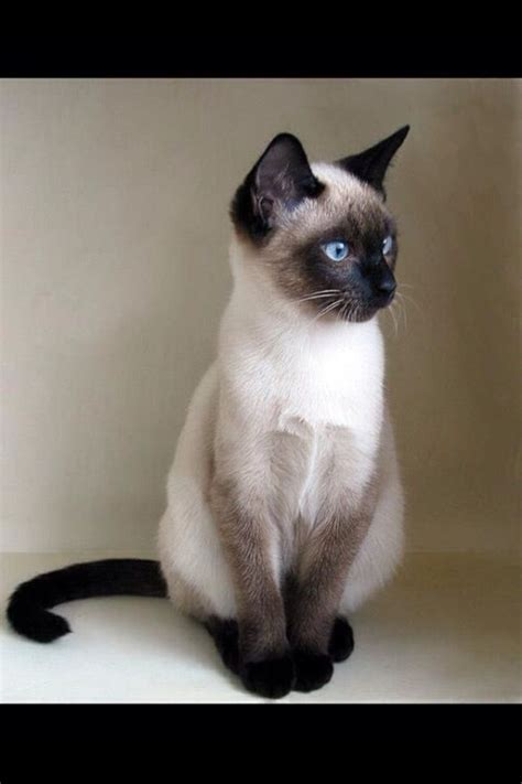 176 best images about siamese oriental short hair cats on pinterest cats eyes and siamese kittens