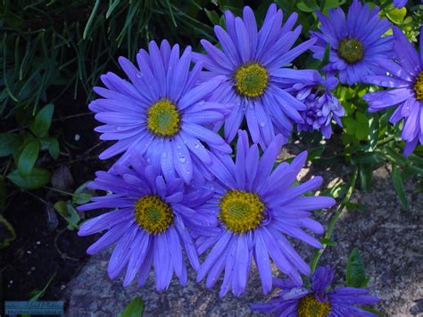 niebieskie kwiaty nazwy