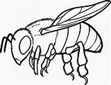 Abejas Dibujar Abeja Miel Bee sketch template