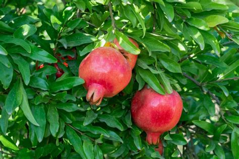 grow  care  pomegranate trees