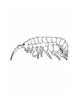 Coloring Krill Flea Sand Northern sketch template