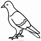 Paloma Pigeon Drawing Dove Columbidae Outline Feral Pigeons Pombo Birds sketch template