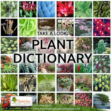 plant encyclopedia plants perfect plants organic gardening pest control