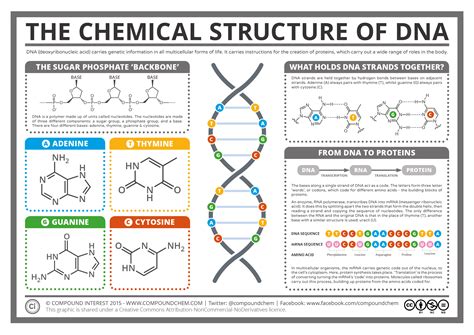 macro molecules nucleic acids structure phartoonz