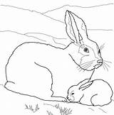 Coloring Baby Pages Hare Arctic Mother Animals Printable Color Clipart Supercoloring Hares Animal Fox Sheets Mom Template Drawing Online Cliparts sketch template