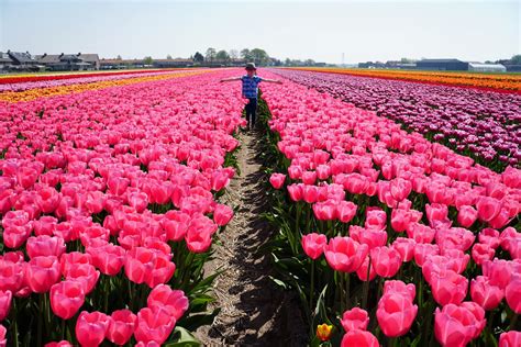 tip toeing  tulips fam flower farm  kid big city