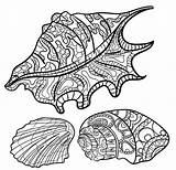 Coloring Pages Seashells Seashell sketch template