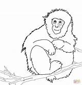 Macaco Macaque Colorare Japanese Howler Macaques Realistic Disegno Animaux sketch template