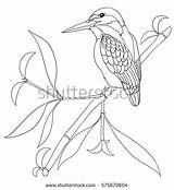 Kingfisher Coloring Common Bird Bamboo Designlooter Branch Isolated Book 63kb 470px sketch template