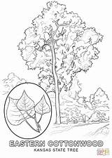 Coloring Tree State Wyoming Nebraska Cottonwood Pages Kansas Trees Printable Drawing Click Paper Supercoloring Categories sketch template