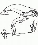 Whale Stick Whales Humpback Snail Lilo Mammals Coloringhome sketch template