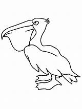 Pelican Drawing Coloring Animal Drawings sketch template