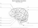 Brain Ventricles Unlabeled Smartdraw Found sketch template