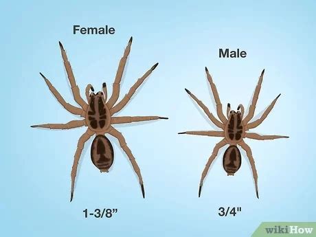 terrifying pictures  brown recluse  wolf spiders dont