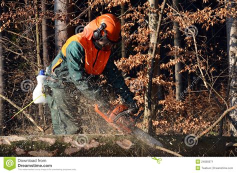 cutting branches  spruce tree stock image image  branches