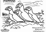 Coloring Pages Puffins Resources Natural Puffin Newfoundland Edupics Popular Stained Glass Getcolorings Printable Getdrawings sketch template