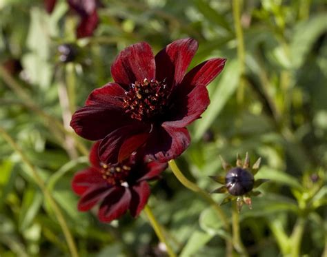 chocolate cosmos wallpapers images  pictures backgrounds